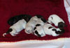 Crayola Puppies 2