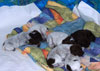 Crayola Puppies 3