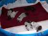 Crayola Puppies 4