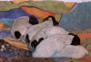 Meadow Puppies 1