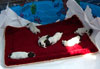 Meadow Puppies 2