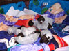 Meadow Puppies 3