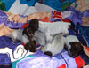 Meadow Puppies 42