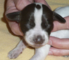 Dolly