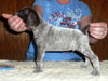 Blue - 4 Weeks Old