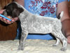 Dolly 4 Weeks
