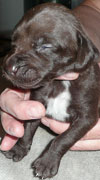 Jack