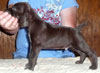 Johnny 4 Weeks