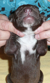 Liver Male 1
