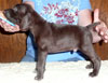 Mack 4 Weeks