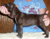 Peggy Sue 4 Weeks