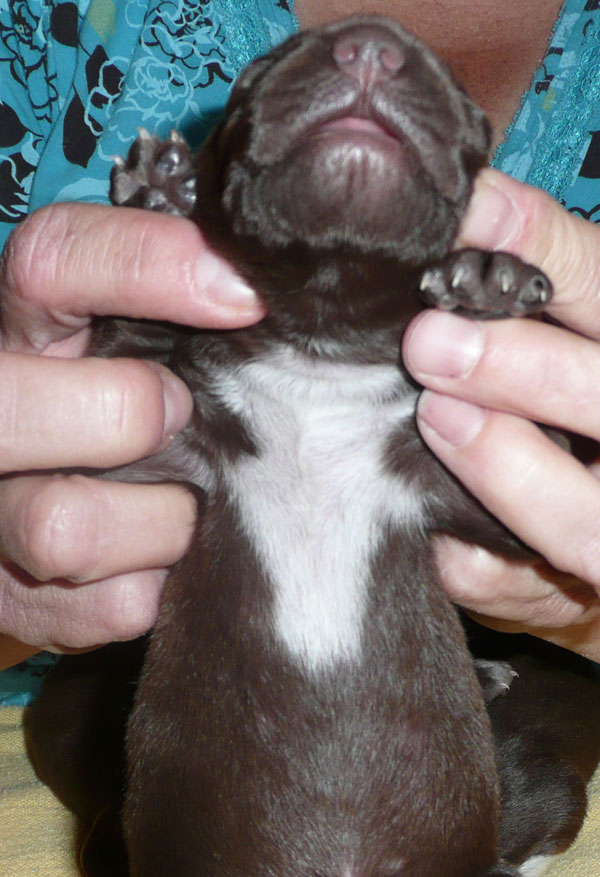 Peggy Sue