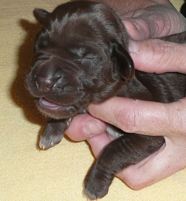 Peggy Sue