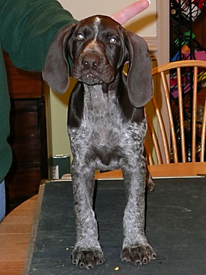 Baxter