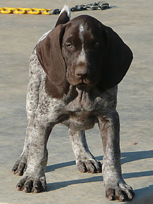 Baxter