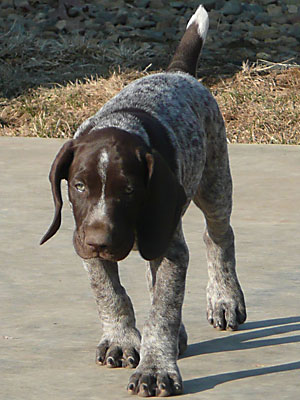 Baxter