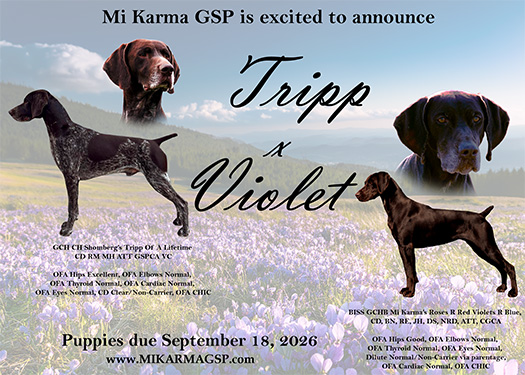 Tripp x Violet 2026