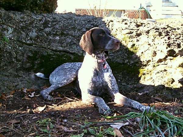 Jezzebelle Rose 2009