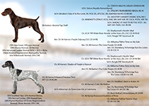 Ripken x Paris Pedigree